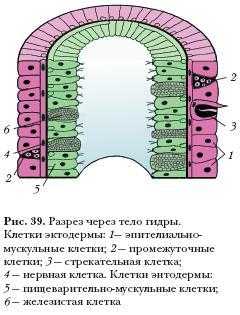 Kra39.at